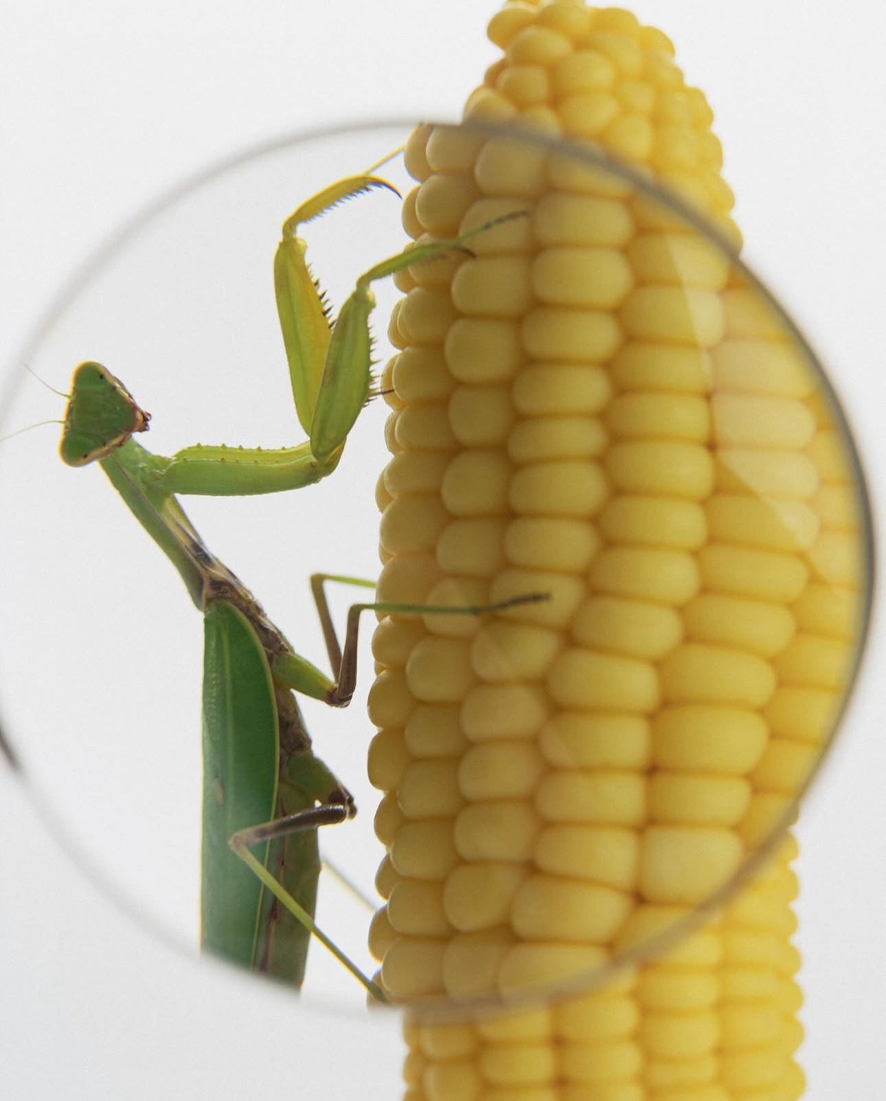 SABI CORN CANDLE
